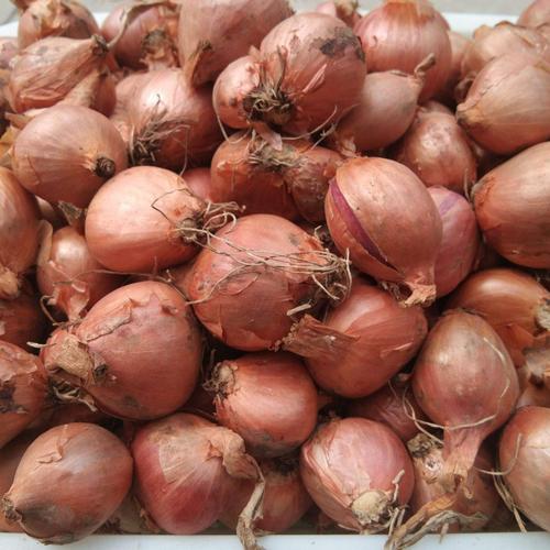 一份5东北毛葱农家种植新鲜干小毛葱鬼子葱小圆葱珠葱红洋葱头
