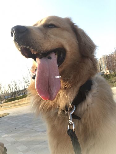 狗子的舌头都这么长么_宠物_宠物_狗