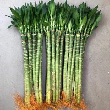 带跟龙竹观音竹荷花竹发财竹富贵竹植物水养客厅绿植水培花卉55cm龙竹