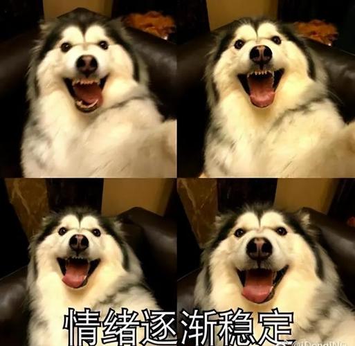 阿拉斯加犬的好与坏别说你养它那么久还没看明白