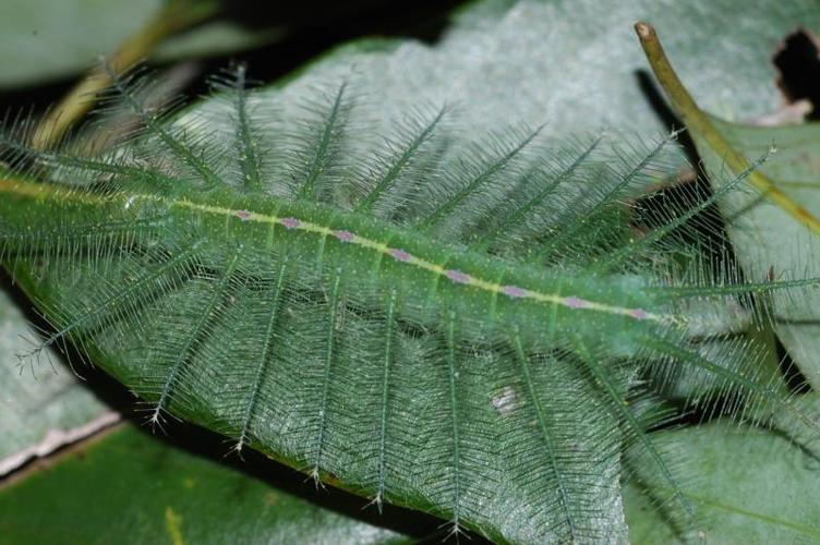 台湾翠蛱蝶euthalia formosana fruhstorfer, 1908