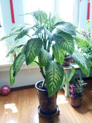 非常漂亮的大叶聚财花