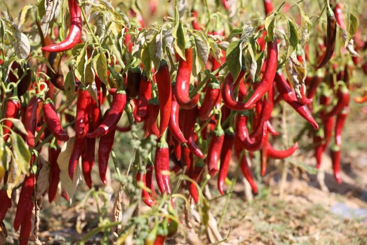 秋日辣椒红遍地幸福日子火起来