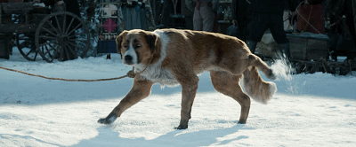 巴克加入了雪橇犬小队,开始担