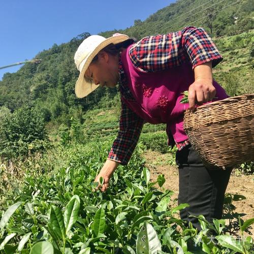 半亩茶园(紫阳店)-图片-紫阳县休闲娱乐-大众点评网
