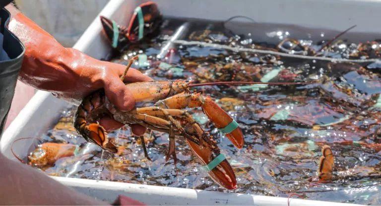 向南进发,前往33号产区抛下龙虾捕捞陷阱;34号产区位于新斯科舍省的西