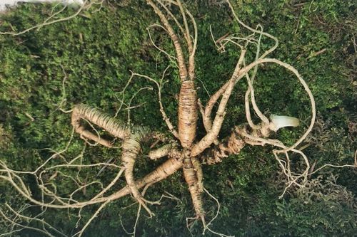 首发于大话人参 知人参懂人参 1 人 赞同了该文章 发布于 2020-07-25