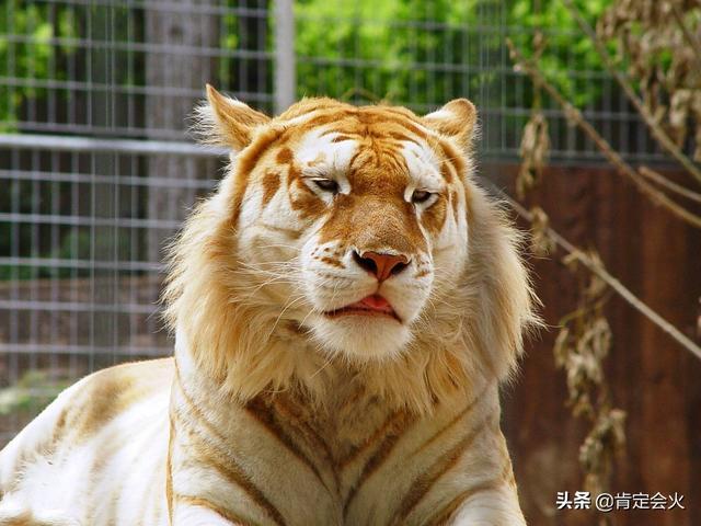全国首只虎狮虎兽诞生 十分罕见
