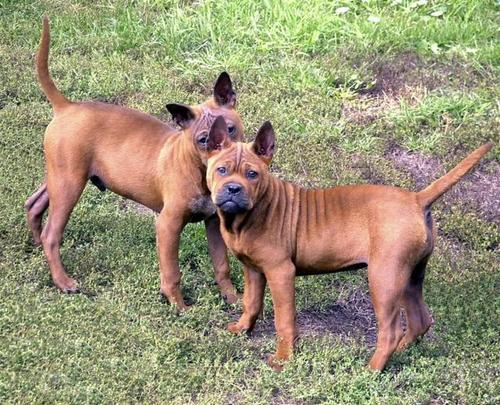 不得不了解的中国本土犬种:川东猎犬与莱州红