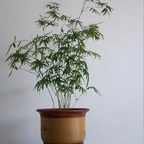 家里不能养竹子?最适合摆在桌子上的竹子,比花还好看!