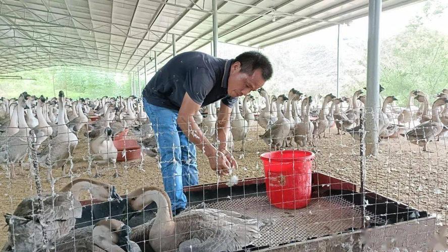 农村创业好项目,旺茂一养鹅基地30多亩,年收入300万元