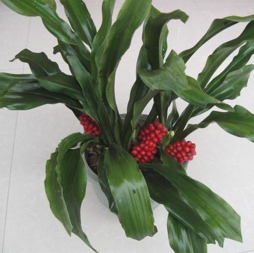 四季常青中华万年青红果盆栽花卉好评好店