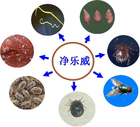 猪场寄生虫病的危害及驱虫方案