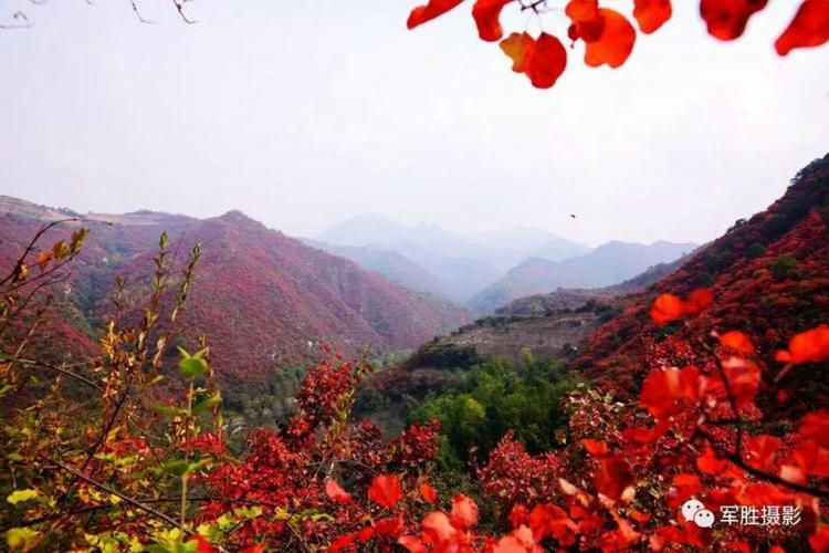 寺河风景美如画——灵宝寺河山枫叶,苹果红啦