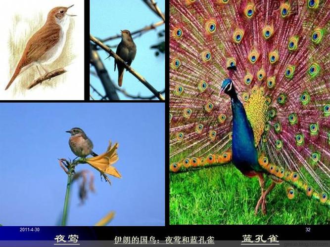 世界各国国鸟 - 老教授 - 老教授