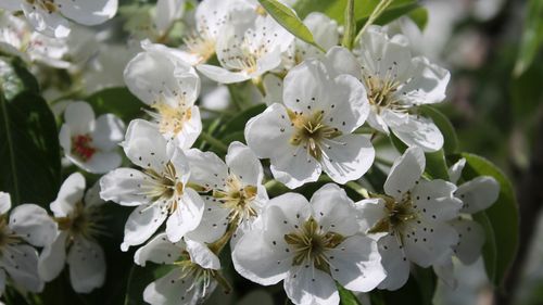 雪白的梨花图片大图(8/13)