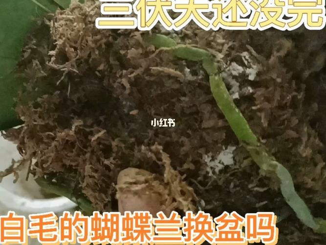 三伏天还没过去,给长白毛的蝴蝶兰换盆_蝴蝶兰_家居家装_家居装饰