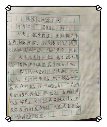 赵芯妮的养蚕日记