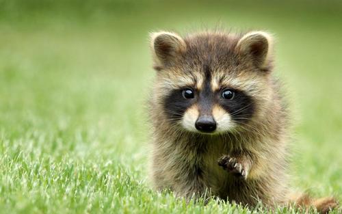 超级萌物-小浣熊,高清图片,动物壁纸-回车桌面