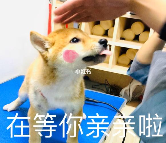 柴犬表情包_表情包_柴犬_宠物_狗
