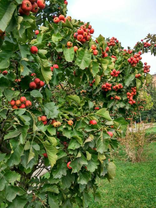 秋之山楂树,红山楂,柿子树红柿子果实累累.