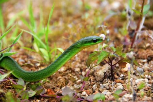 翠青蛇,竹叶青蛇