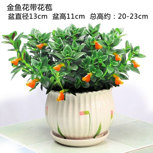 回固金鱼花吊兰盆栽植物室内花卉盆栽四季好养开花不断带花苞观花植物