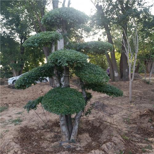 【造型对节白蜡】对节白蜡造型_图片_对节白蜡树-山东