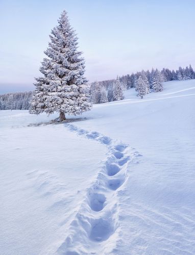 雪地上覆盖着雪花的松鼠