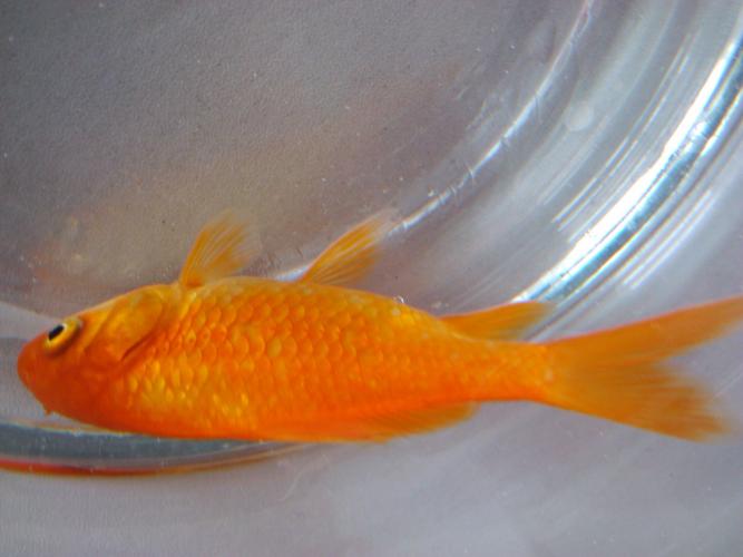 分辨一下这条红鲤鱼的雌雄