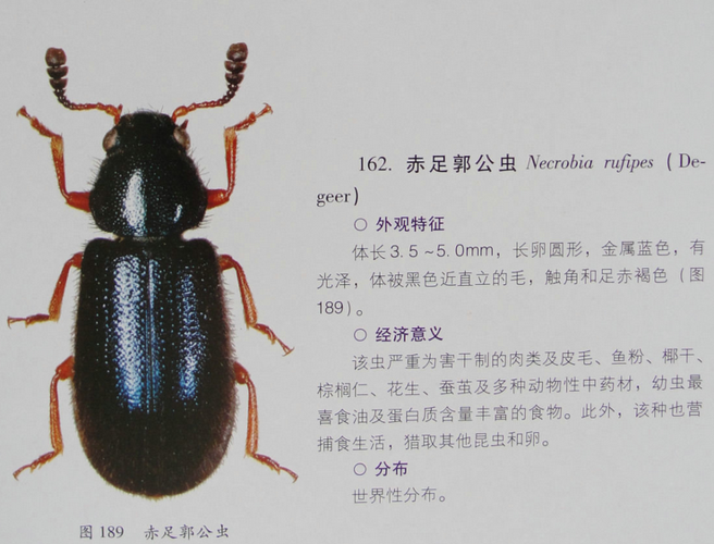 有木有人认识这种虫子叫啥,会飞,有人知道它吃什么?