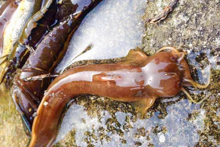 分布于长江上游,金沙江水系,水蜂子耐低温,耐低氧是高原特有的小型