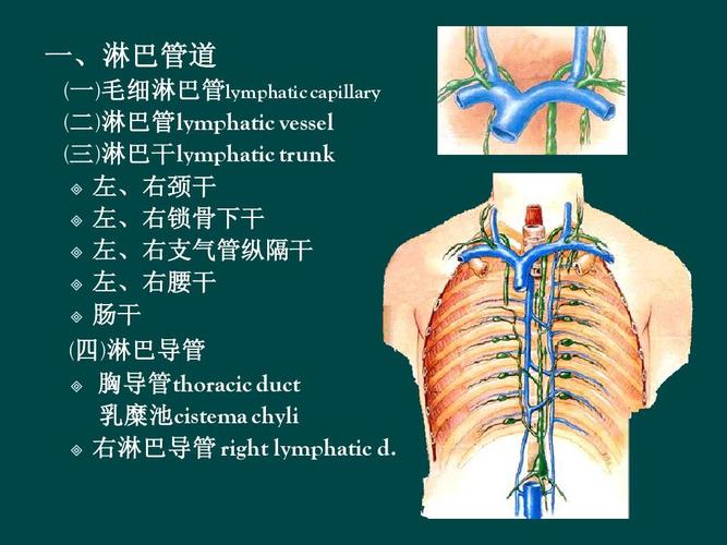 解剖淋巴循环ppt