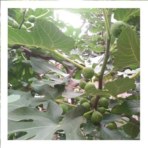 无花果苗价格斯特拉无花果树苗多少钱一棵