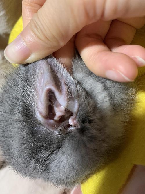 【讨论】 猫咪耳朵掏出这样的分泌物是耳螨吗?