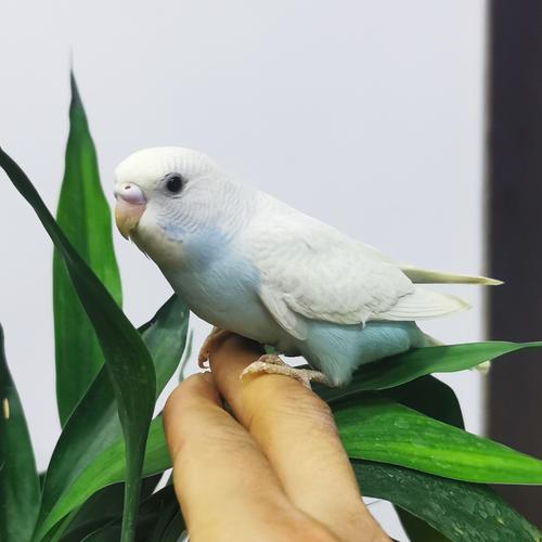 鹦鹉活鸟小型会说话虎皮鹦鹉活体鸟活物宠物鸟玄凤一只白色虎皮可选