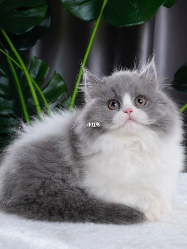 95拿破仑蓝白矮脚,弟弟_宠物_铲屎官_猫咪_我家宠物