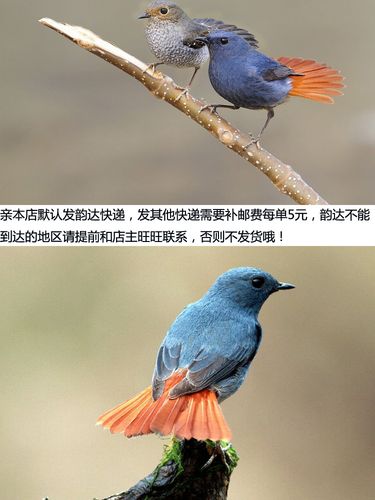 洁宜康 特级石燕鸟饲料 红尾水鸲 鸟食 宠物食品及用品 500克