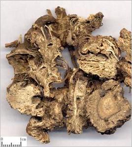 藁本的功效与作用