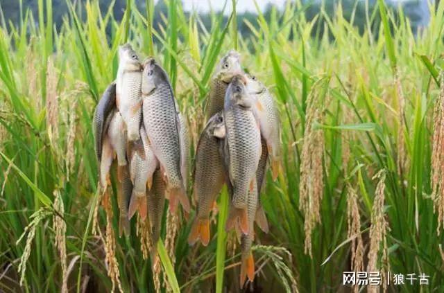 此鱼养在稻田里,是鲤鱼的变种,价格高于它十倍