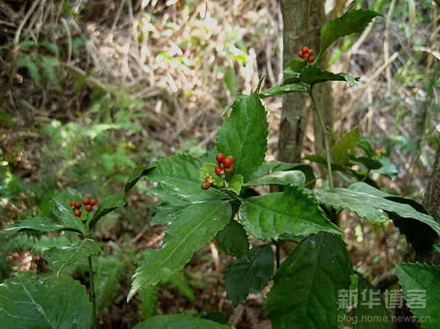 九节风又名肿节风,为金栗兰科植物草珊瑚sarcandra glabra (thunb.