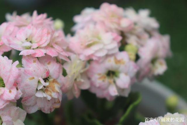 「罗伊长寿花」一株长寿花开4种颜色不同的花朵白里带