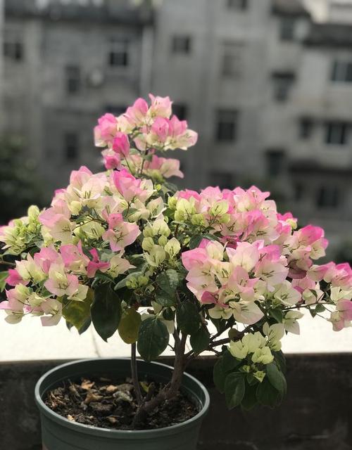 阳台养花—养棵"绿叶樱花"吧,栽培简单,又仙又美,三季有花看|三角梅