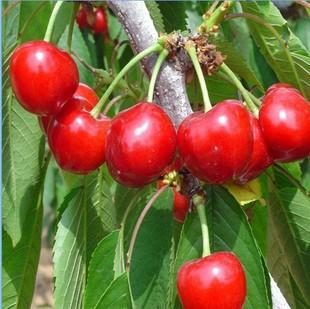 出售花卉★樱桃新品种★早大果★果实心脏形,深红色.单果重11克