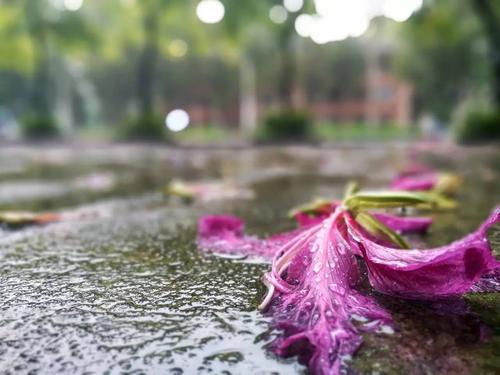 岁月湖景也黯然失色 只有花儿在雨中灿烂依然 走过落花铺满的 逸仙