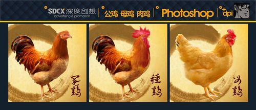 【psd】公鸡 母鸡 阉鸡