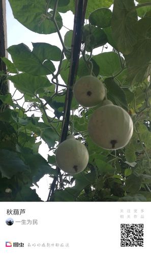 秋葫芦