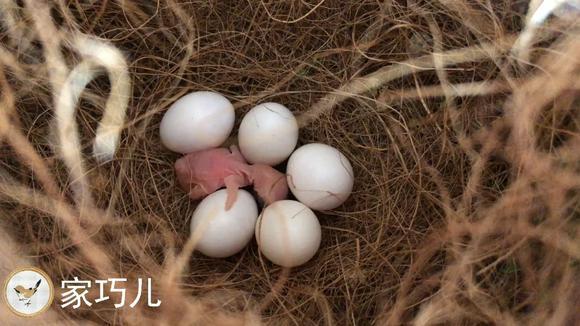 嘘!别出声,看看出壳一天的珍珠鸟