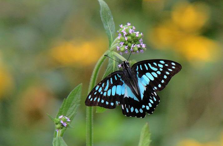 木兰青凤蝶图片 木兰青凤蝶高清蝴蝶图片