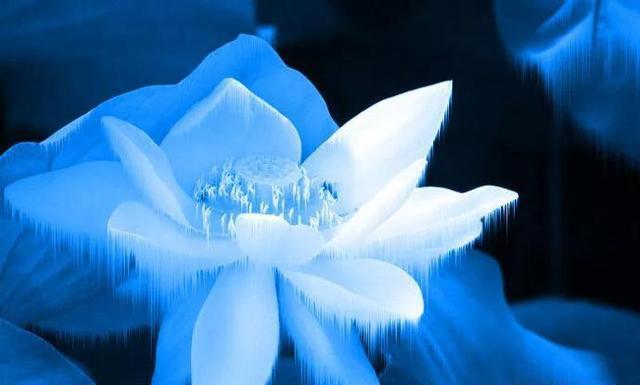 请欣赏美丽的雪莲花